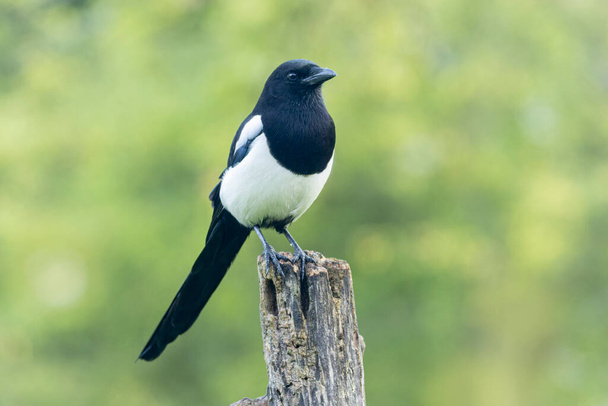European Magpie Pica pica sitting on a dead branch - Photo, Image