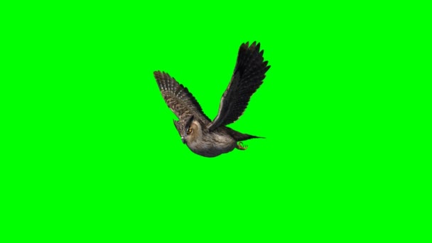 Owl in gliding - 2 different views - green screen 1 - Footage, Video