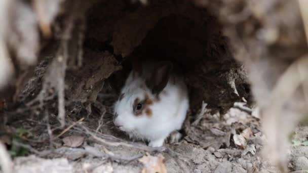 Милый маленький белый кролик копает яму в лесу.. - Кадры, видео