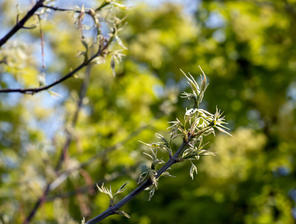 The first green leaves on the branches of Acer negundo in early spring. - Photo, Image