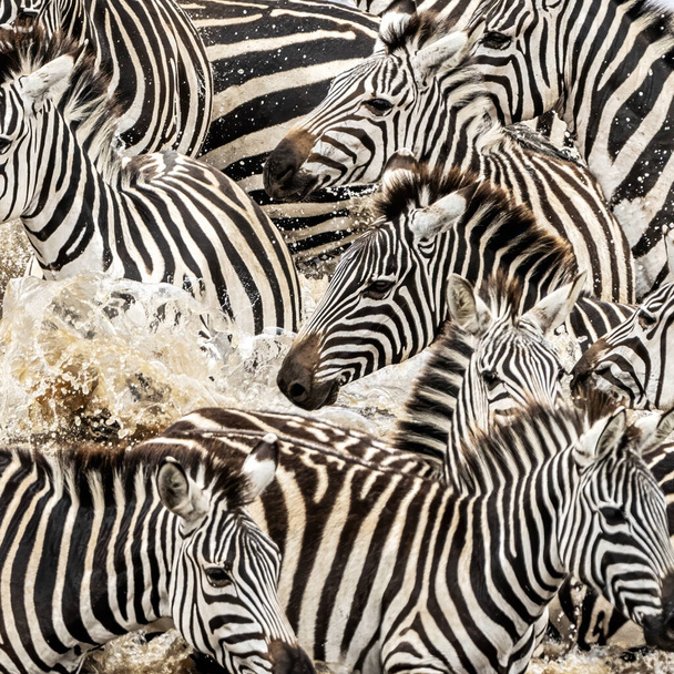 Egy zebra csorda kelt át a Mara folyón az éves Nagy Migráció idején a kenyai Masai Marában. A vízen átfröccsenő csoport közelsége. - Fotó, kép