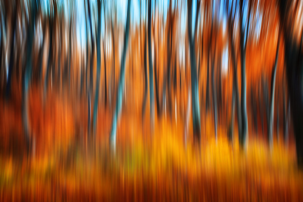floresta de outono - Foto, Imagem
