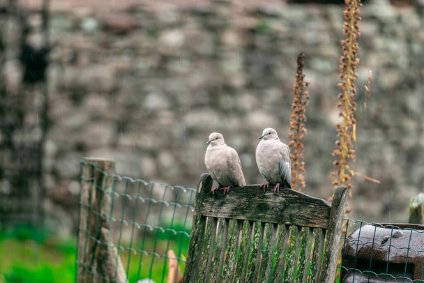 dos palomas encaramadas en una silla de jardín de madera - Foto, imagen