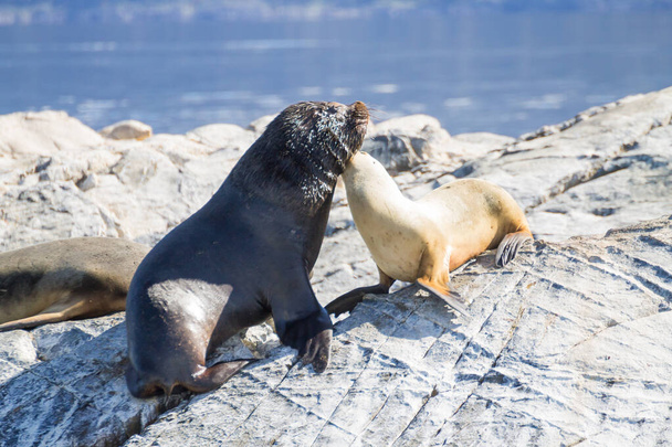 South American sea lion colony on Beagle channel, Argentina wildlife. Seals on nature. Ushuaia - Photo, Image