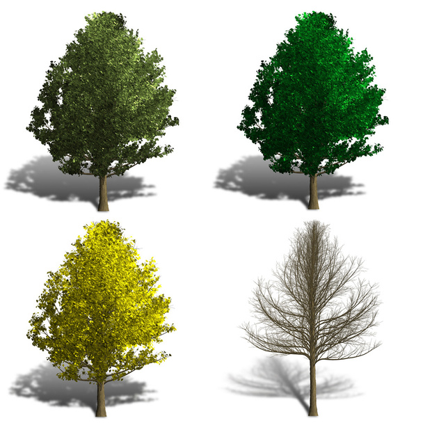 ginko biloba tree rendering showing four season - Photo, Image