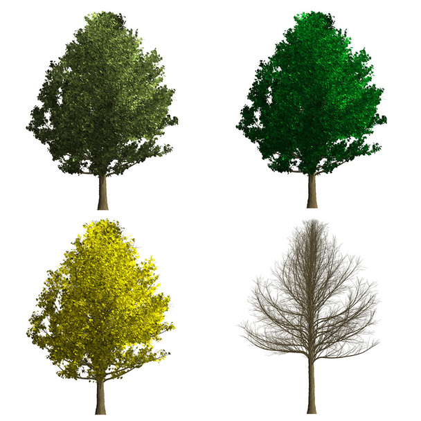 ginko biloba puun renderöinti osoittaa neljä kausi
 - Valokuva, kuva