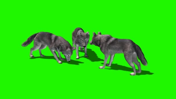 Λύκοι τρώνε - με και χωρίς σκιά 2 - Πλάνα, βίντεο