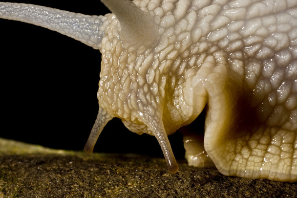 Tête d'escargot
 - Photo, image