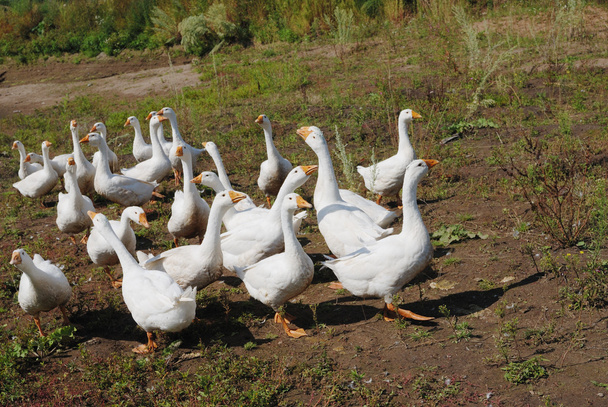 Flock of domestic geese - Foto, Imagem