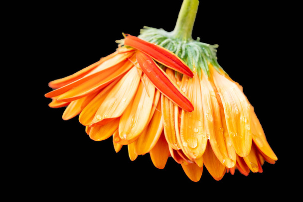 mooie gerbera bloem op donkere achtergrond - Foto, afbeelding