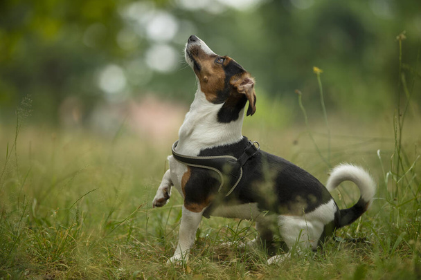 Милий собака на літньому лузі - Фото, зображення