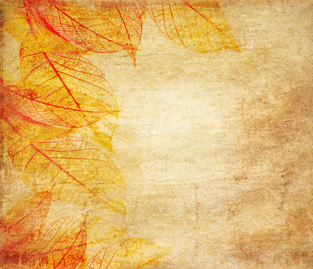 Scheletro foglie grunge sfondo
 - Foto, immagini