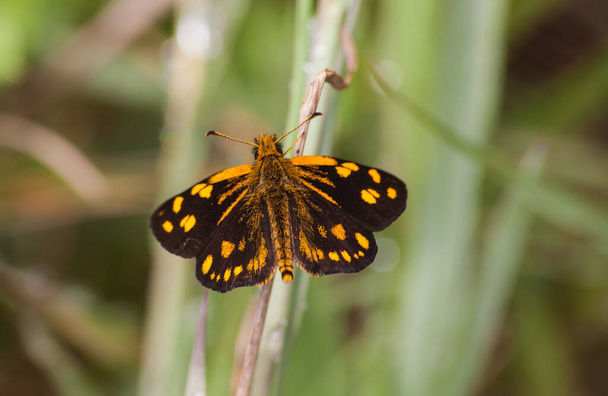 Золотистая пятнистая силфа (Metisella metis) бабочка, сфотографированная в лесу Magoebaskloof близ Хенертсбурга, провинция Лимпопо в Южной Африке - Фото, изображение