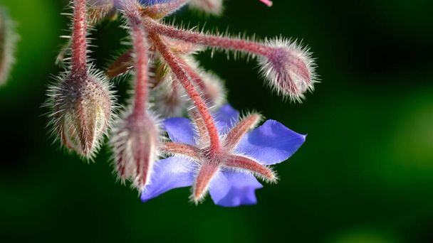 Borage or Beebread flower or Borago Officinalis. Also known as Beeplant, Talewort, Starflower, Cool-Tankard, Tailwort, Burrage, Bugloss, Comfrey. - Photo, Image