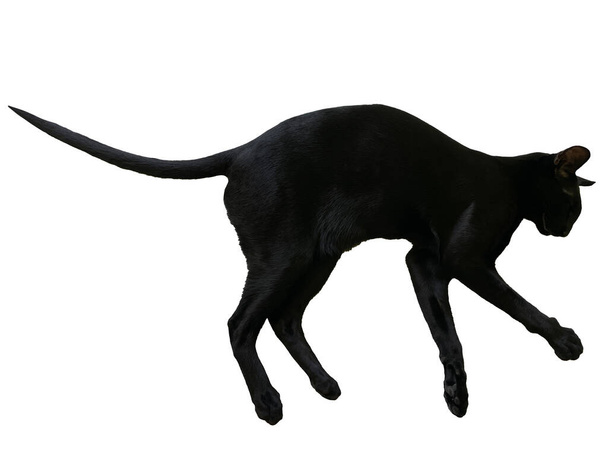 Chat oriental noir avec une longue queue noire isolée sur fond blanc - Photo, image