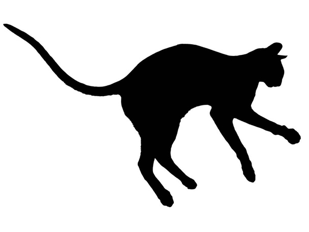 Silhouette de chat oriental noir avec longue queue noire sur fond blanc - Photo, image