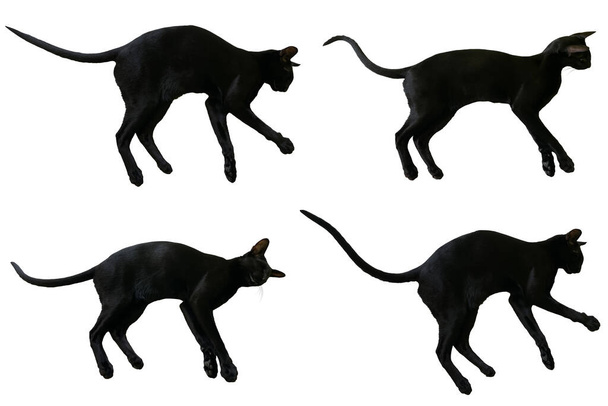 Ensemble de chat oriental noir avec longue queue noire isolée sur fond blanc - Photo, image