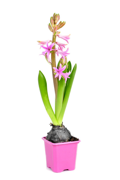 pink hyacinth plant - Photo, Image