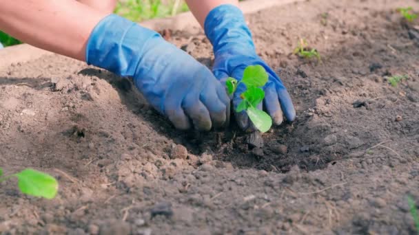 As mãos em luvas de borracha azuis plantam um broto de berinjela em uma cama de jardim. Imagens 4k de alta qualidade - Filmagem, Vídeo