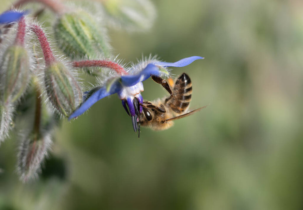 Close-up of a small honey bee hanging at the bottom of the blue flower of borage (Borago officinalis) looking for pollen. Green nature in the background with space for text. - Photo, Image