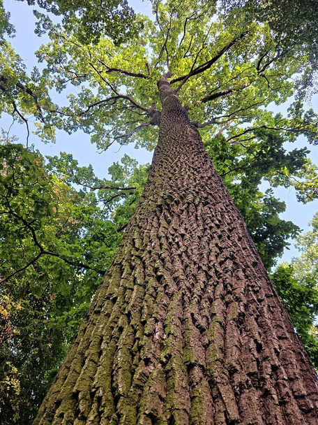 kmen stromu v lese - Fotografie, Obrázek