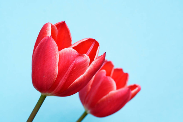 Červené tulipány zblízka. Světle modré pozadí s červenými květy v popředí. Jarní květiny. - Fotografie, Obrázek