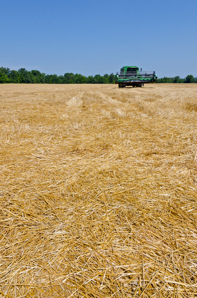 champ de blé - Photo, image