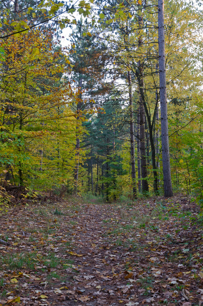 Die bunten Bäume des Herbstes - Foto, Bild