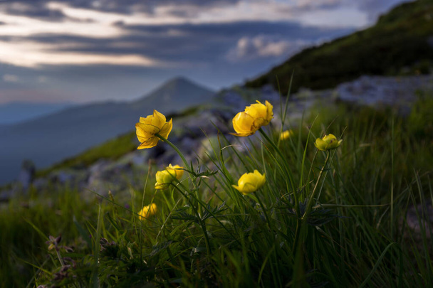 Kwitnący dywan globeflower kwiaty (Trollius europaeus) w zmierzchu zmierzchu słońca. Unikalna różnorodność kwiatowa i krajobrazowa Karpat, pasmo Czarnohory, Ukraina.  - Zdjęcie, obraz