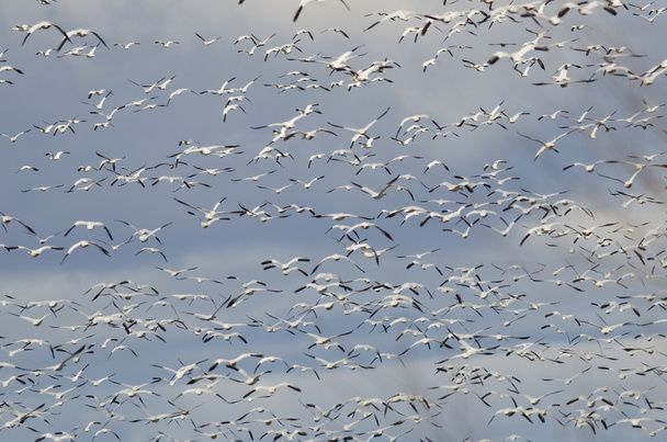 Büyük kar gökyüzüne uçan kaz sürüsü - Fotoğraf, Görsel