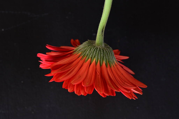 mooie gerbera bloem op donkere achtergrond - Foto, afbeelding