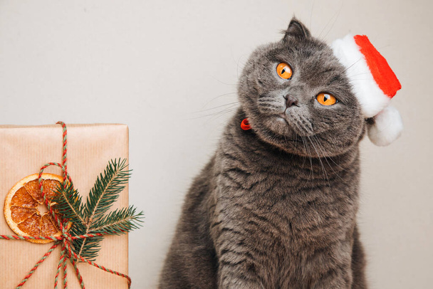 Chat gris à poil court coiffé d'un bonnet de Noël sur fond clair. Fond de Noël avec animal. Vue de face - Photo, image