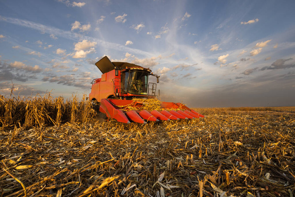 Комбинат собирает кукурузу в солнечный день  - Фото, изображение
