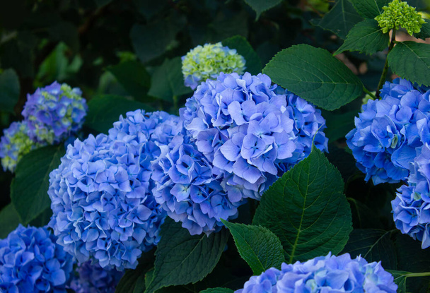 Blue Hydrangea мінливий великолистяний садовий французький кущ, що росте. Різновид панікулярної та деревоподібної гортензії. Вибірковий акцент робиться на красивому кущі квітучої блакитної гортензії або квітів Гортензії (Hydrangea macrophylla) і зеленого листя. Природні - Фото, зображення