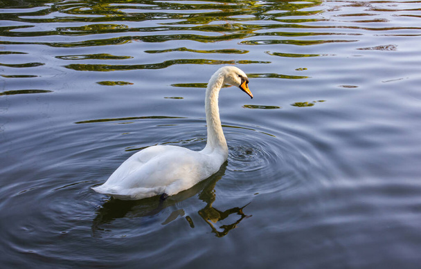White Swan op het meer. Mute Zwaan (Cygnus olor) glijdt over het meer bij zonsondergang. Geweldige zonsondergang scène, prachtige majestueuze Zwaan op het meer in zonsondergang licht, sprookje, zwaan meer, schoonheid. - Foto, afbeelding