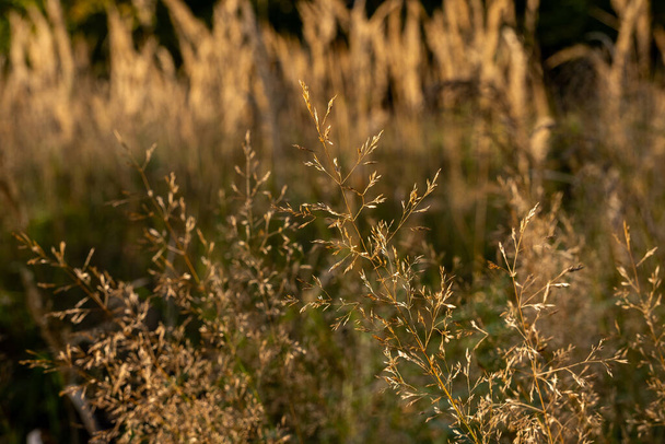 сонячний осінній день, пейзажна трава, луговий пейзаж, сонячно-червона трава  - Фото, зображення