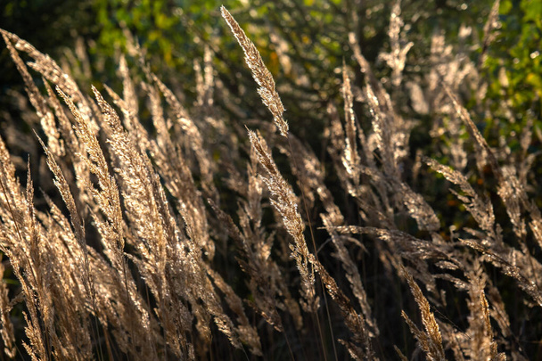 slunečný podzimní den, krajina tráva, louka, sluncem zalitá tráva  - Fotografie, Obrázek