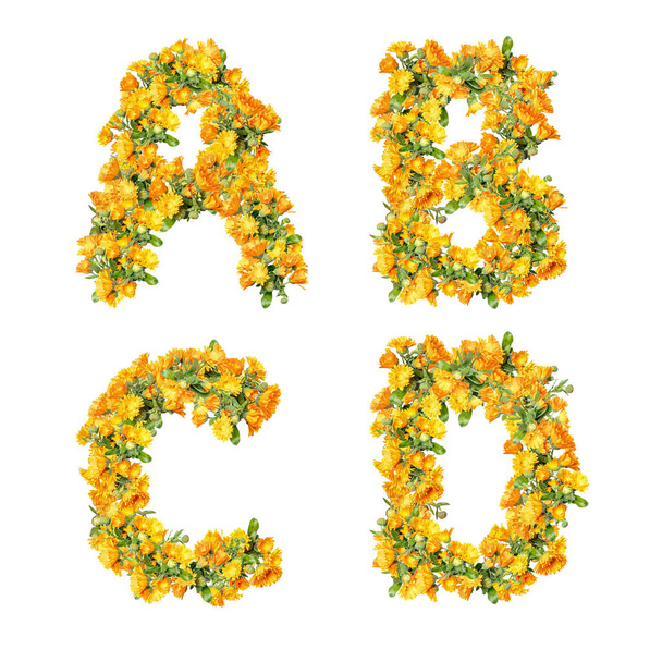 Illustration einer Reihe von Schoten-Ringelblumen Großbuchstaben Alphabet - Buchstaben A-D - Foto, Bild