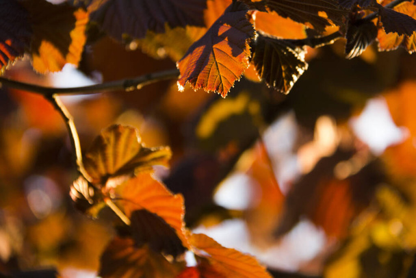 πορτοκαλί κλαδιά και φύλλα φουντουκιάς στον απογευματινό ήλιο - Φωτογραφία, εικόνα
