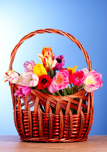 Tulips in basket on blue background - Foto, imagen