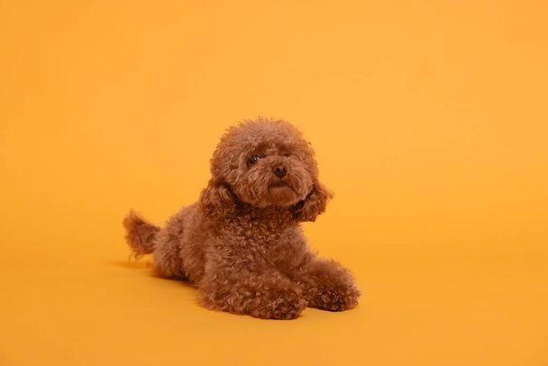 Cute Maltipoo dog on orange background. Lovely pet - Photo, image
