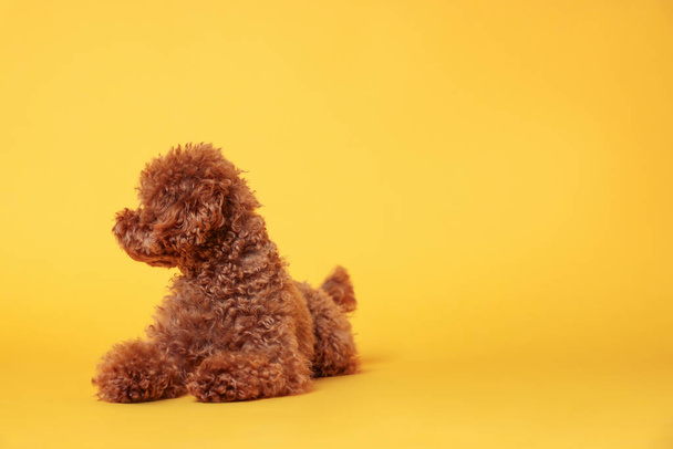 Cute Maltipoo dog on orange background, space for text. Lovely pet - 写真・画像