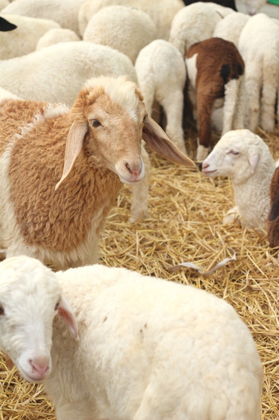 Many lambs on the farm. - Photo, Image