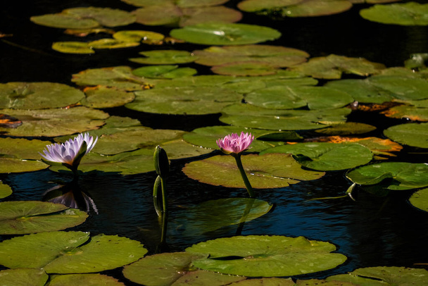 Lys d'eau violet et rose fleur de lotus avec de grandes feuilles vertes. Belles plantes aquatiques telles que les fleurs de lotus et nénuphars dans le lac avec des feuilles autour. - Photo, image