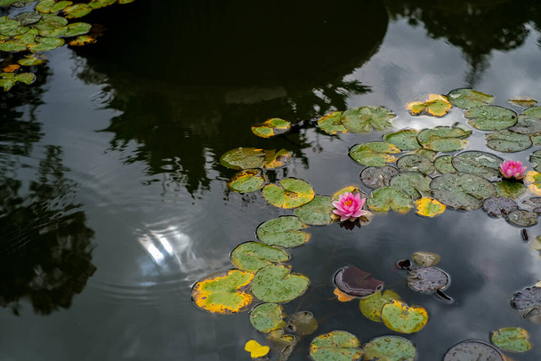 Two big pink water lilies lotus flowers with big green leaves. Beautiful aquatic plants such as lotus flowers and water lilies in the lake with leaves around. - Photo, Image