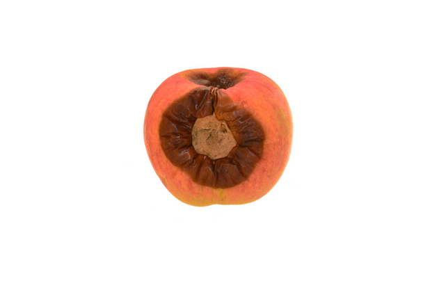 manzana podrida aislada sobre fondo blanco - Foto, Imagen