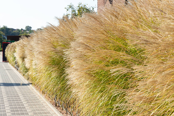 Decorative grasses and cereals in landscape design. Garden landscape with perennials and ornamental grasses in city square or along the sidewalk in summer and autumn. Autumn garden. - Photo, Image