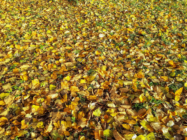Grunt pokryty żółtymi, pomarańczowymi i brązowymi opadłymi liśćmi nad zielonym trawnikiem jesienią. Defoliacja. Ciepłe stonowane tło upadku - Zdjęcie, obraz