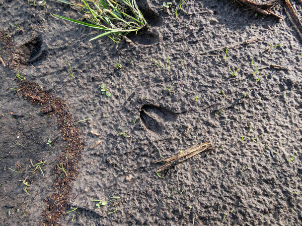 Lähikuva märehtijöiden (Capreolus capreolus) jalanjäljistä syvässä ja märässä mudassa maassa. Eläinten jäljet kävelypolulla maaseudulla kirkkaassa auringonvalossa - Valokuva, kuva
