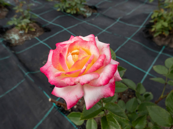 Foto ravvicinata di una rosa bicolore 'La Minuette' fiorita con fiori bianchi bordati di rosa intenso ai bordi rossi e che cresce in un parco in estate - Foto, immagini
